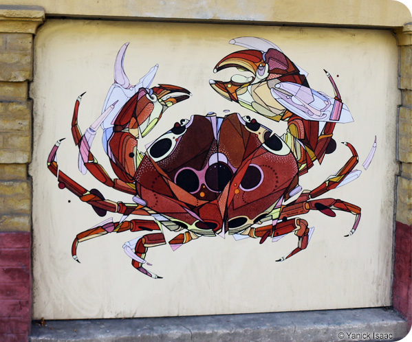 Crabe à taches rouges 